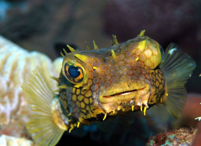 Burrfish3.jpg