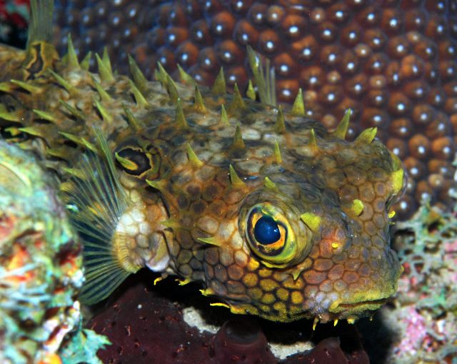 Burrfish5.jpg