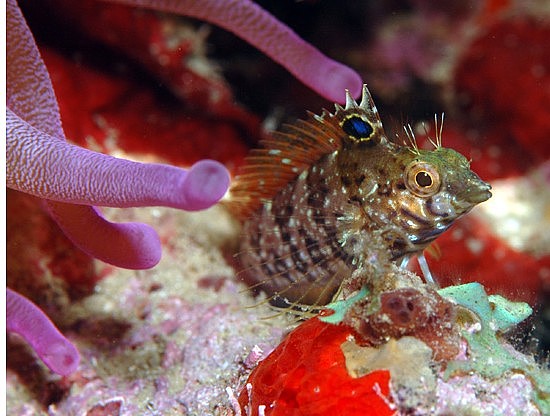 Diamond Blenny2.jpg