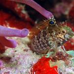 Diamond Blenny2.jpg