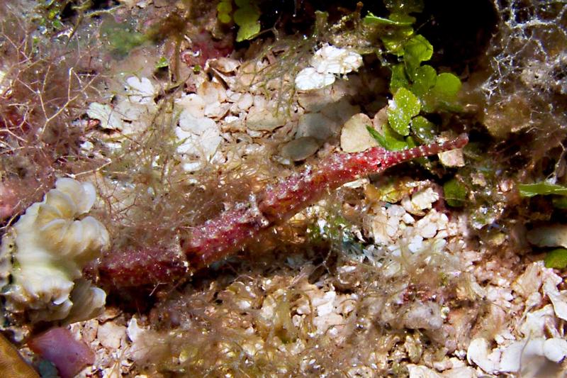 Shortfin Pipefish