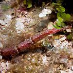 Shortfin Pipefish