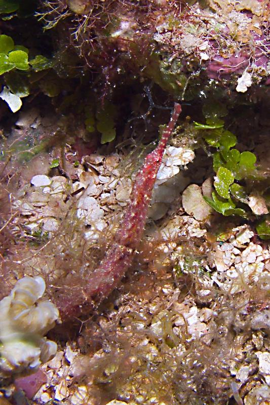 Shortfin Pipefish