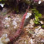 Shortfin Pipefish