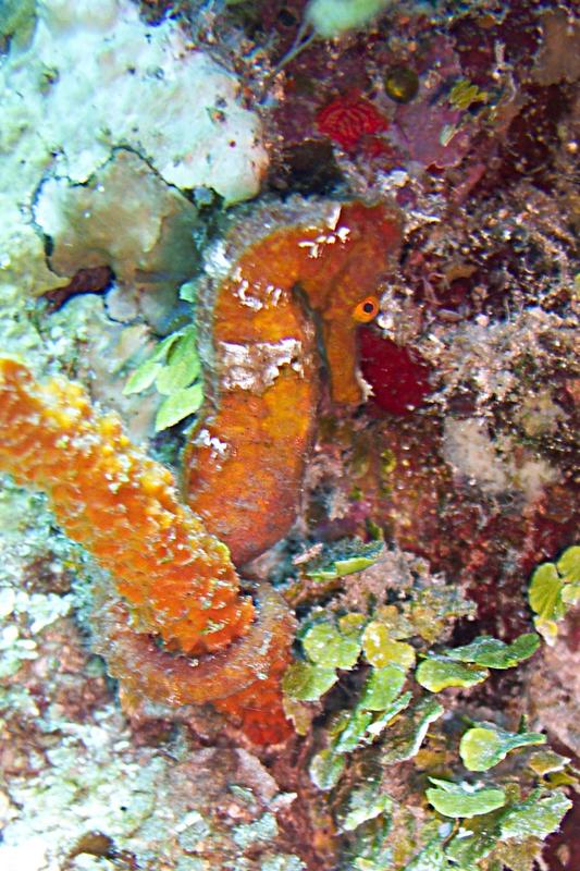 Orange Longsnout Seahorse