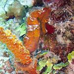 Orange Longsnout Seahorse