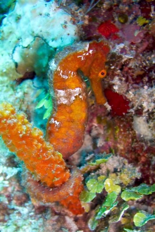 Orange Longsnout Seahorse