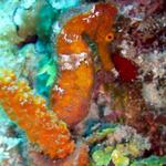 Orange Longsnout Seahorse