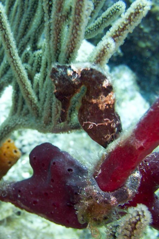 Brown Longsnout Seahorse