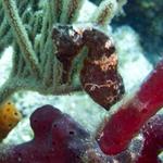 Brown Longsnout Seahorse