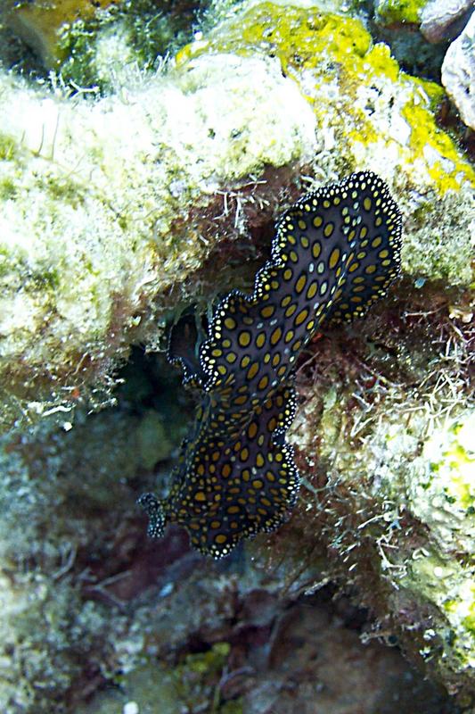 Leopard Flatworm