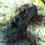 Leopard Flatworm