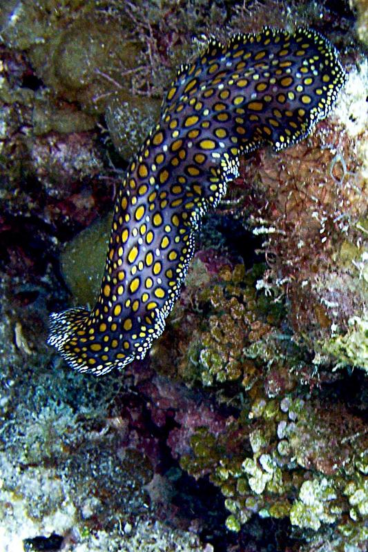 Leopard Flatworm