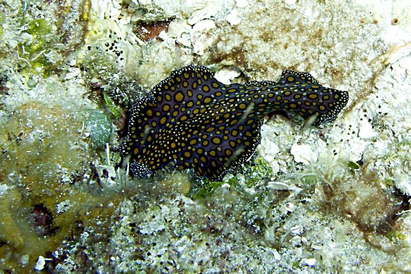 Leopard Flatworm