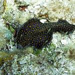 Leopard Flatworm