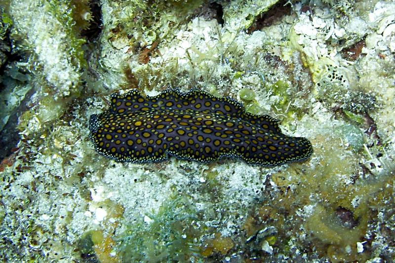 Leopard Flatworm