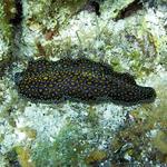 Leopard Flatworm