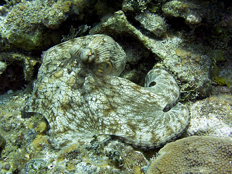 Common Octopus