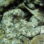 Common Octopus