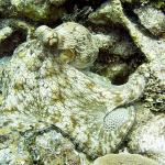 Common Octopus