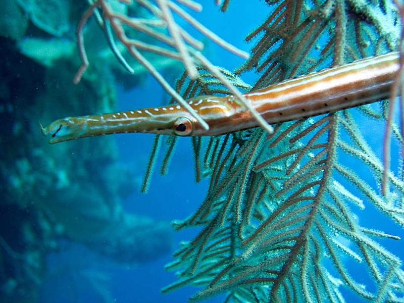 Trumpetfish