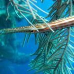 Trumpetfish