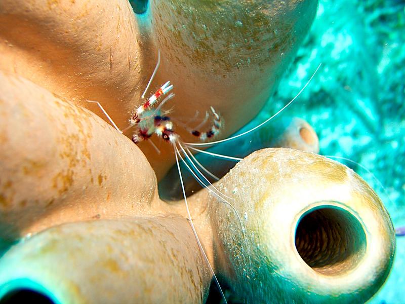 Banded Coral Shrimp