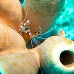 Banded Coral Shrimp