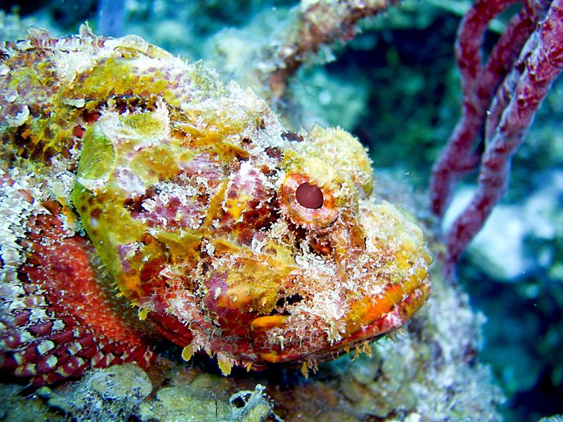 Scorpionfish