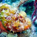 Scorpionfish