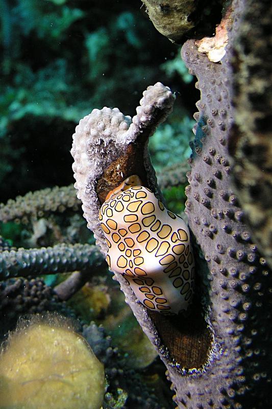 Flamingo Tongue