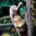 Flamingo Tongue