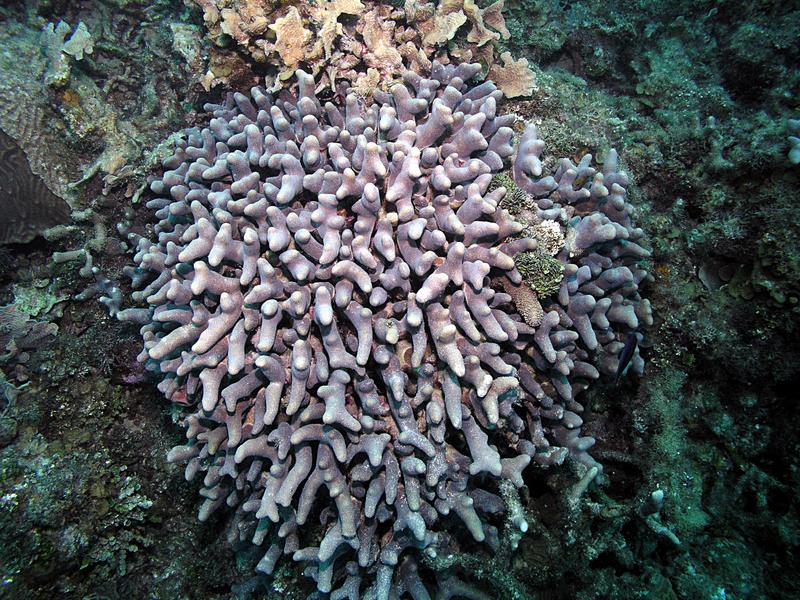 Clubtip Finger Coral