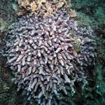 Clubtip Finger Coral