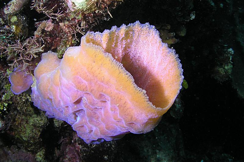 Rare coloration of Azure Vase Sponge