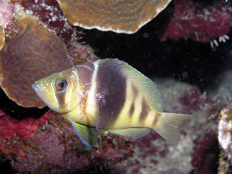 Barred Hamlet