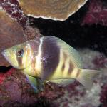 Barred Hamlet