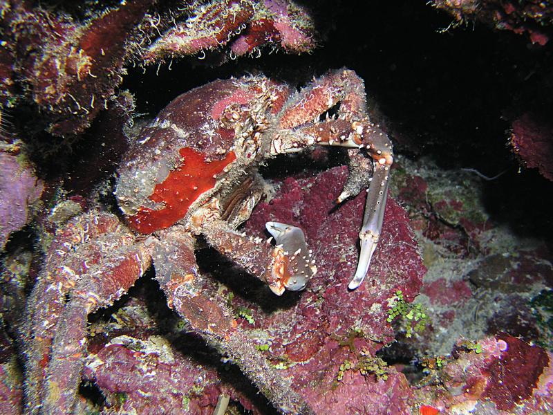 Channel Clinging Crab