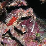 Channel Clinging Crab