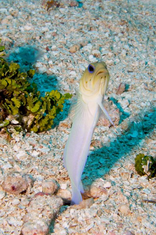 Yellowhead Jawfish