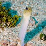 Yellowhead Jawfish