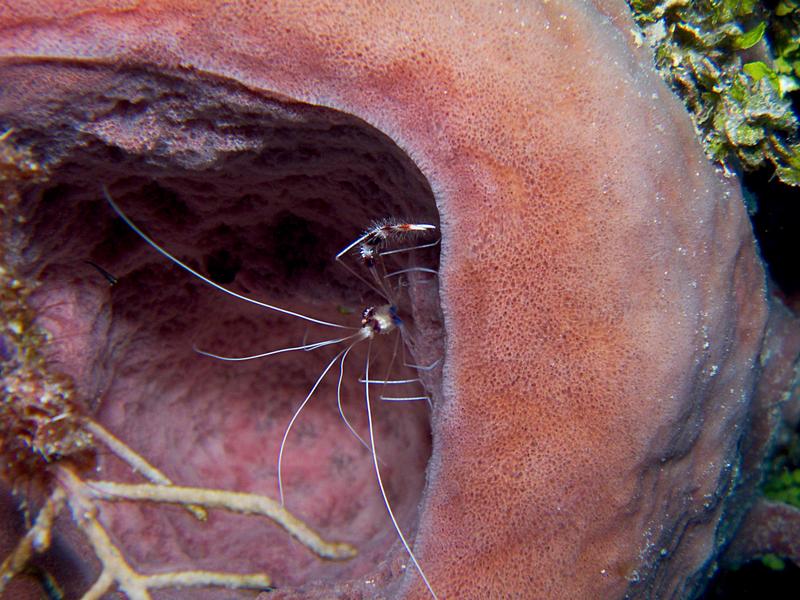 Coral Banded Shrimp