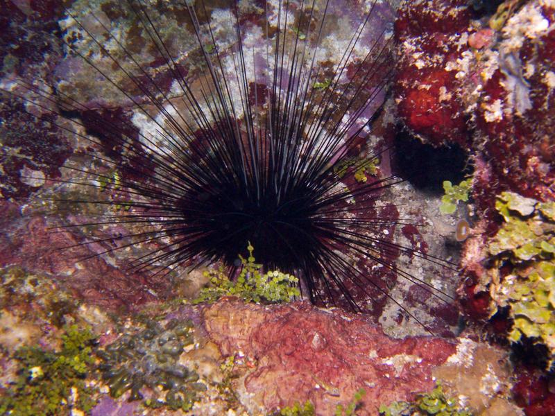 Longspinned Urchin