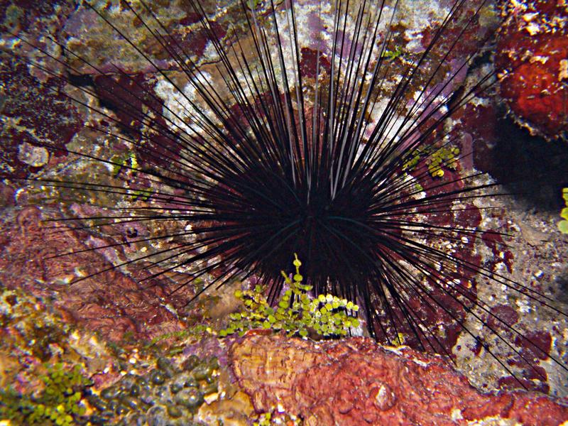 Longspinned Urchin