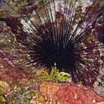 Longspinned Urchin