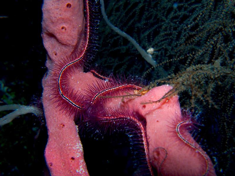 Brittle Star on Pink Finget Sponge