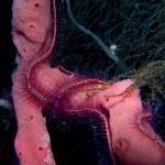 Brittle Star on Pink Finget Sponge