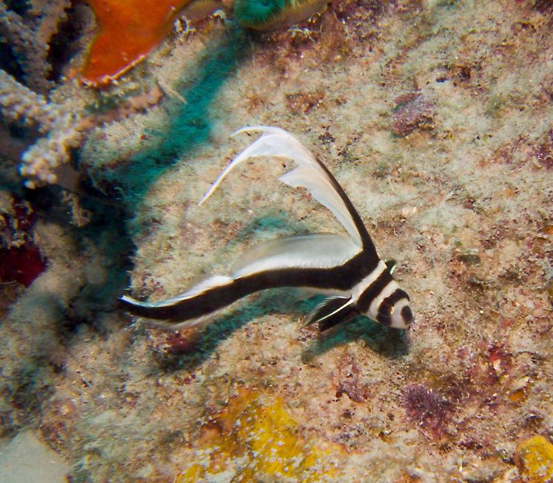 Juvenile Spotted Drum