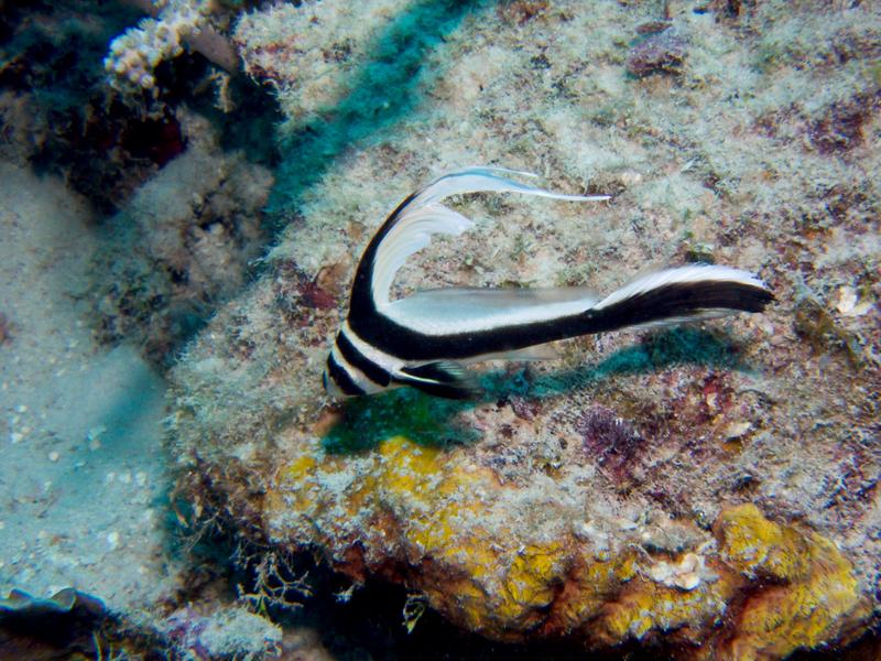 Juvenile Spotted Drum