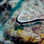 Juvenile Spotted Drum